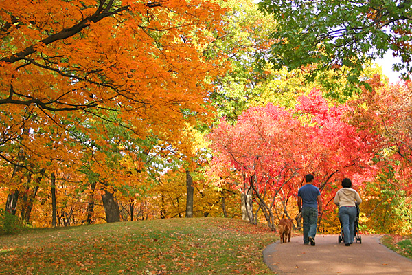 two people and a dog walking in the park with fall foliage